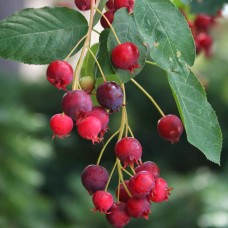 Pom de Stafide - Merisor de miere (Canadensis)