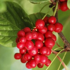 Schisandra chinensis
