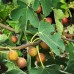 Smochin Rosce Signora - Arbusti fructiferi - AgroDenmar.ro