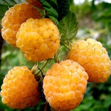 Zmeur Galben Cytria