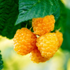 Zmeur Galben Fall Gold