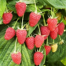 Zmeur Polka