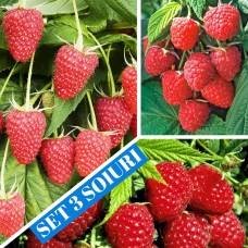 Zmeur rosu - set 3 soiuri