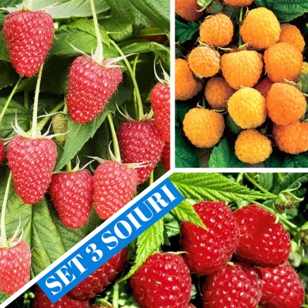 Zmeur - set 3 soiuri - Arbusti fructiferi - AgroDenmar.ro