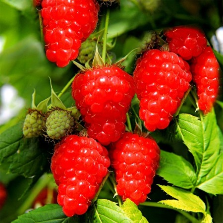 Zmeur Sugana - Arbusti fructiferi - AgroDenmar.ro