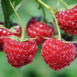 Zmeur Willamette - Arbusti fructiferi - AgroDenmar.ro