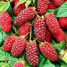 Zmeurmur - Tayberry Buckingham