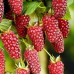 Zmeurmur - Tayberry Buckingham - Arbusti fructiferi - AgroDenmar.ro