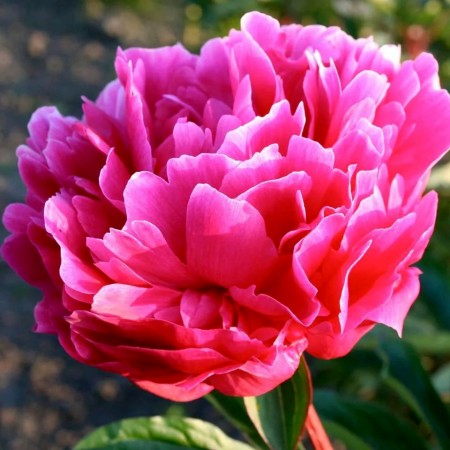 Bujor roz - Koningin Wilhelmina - Arbusti ornamentali - AgroDenmar.ro Bujor roz - Koningin Wilhelmina - Arbusti ornamentali - AgroDenmar.ro