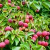 Cornus kousa 'Miss Satomi' - Arbusti ornamentali - AgroDenmar.ro