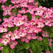 Cornus kousa 'Miss Satomi'