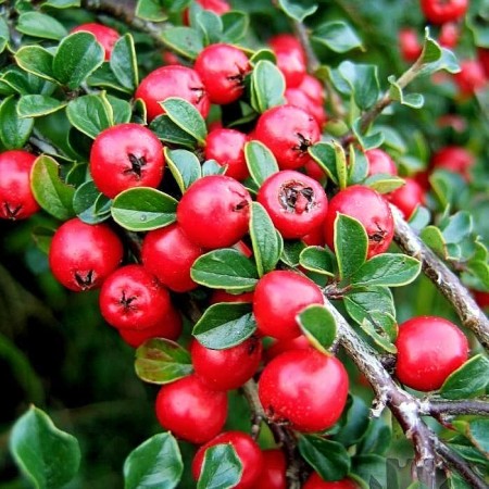 Cotoneaster Horizontalis - Arbusti ornamentali - AgroDenmar.ro