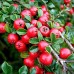 Cotoneaster Horizontalis - Arbusti ornamentali - AgroDenmar.ro
