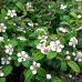 Cotoneaster Horizontalis - Arbusti ornamentali - AgroDenmar.ro