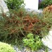 Cotoneaster Horizontalis - Arbusti ornamentali - AgroDenmar.ro