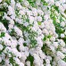 Cununita-Floarea miresii (Spiraea vanhouttei) - Arbusti ornamentali - AgroDenmar.ro