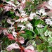 Dracila Berberis thunbergii Flamingo - Arbusti ornamentali - AgroDenmar.ro