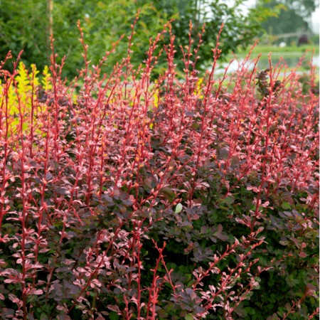 Dracila Berberis thunbergii Flamingo - Arbusti ornamentali - AgroDenmar.ro
