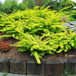 Dracila Berberis thunbergii Green Carpet - Arbusti ornamentali - AgroDenmar.ro