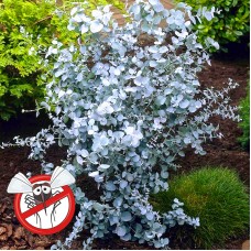Eucalipt - Eucalyptus gunnii Silver Tropfen
