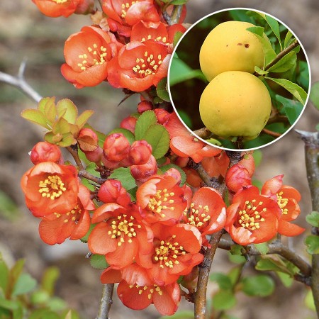 Gutui Japonez Salmon Horizon - Arbusti ornamentali - AgroDenmar.ro
