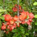 Gutui Japonez Salmon Horizon - Arbusti ornamentali - AgroDenmar.ro