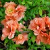 Gutui Japonez Salmon Horizon - Arbusti ornamentali - AgroDenmar.ro