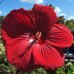 Hibiscus Moscheutos Fireball - Arbusti ornamentali - AgroDenmar.ro