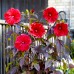 Hibiscus Moscheutos Fireball - Arbusti ornamentali - AgroDenmar.ro