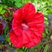 Hibiscus Moscheutos Fireball - Arbusti ornamentali - AgroDenmar.ro