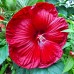 Hibiscus Moscheutos Fireball - Arbusti ornamentali - AgroDenmar.ro
