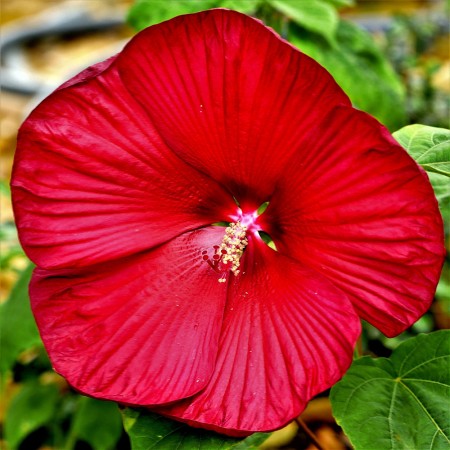Hibiscus Moscheutos Fireball - Arbusti ornamentali - AgroDenmar.ro