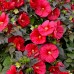Hibiscus Moscheutos Fireball - Arbusti ornamentali - AgroDenmar.ro