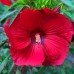 Hibiscus Moscheutos Fireball - Arbusti ornamentali - AgroDenmar.ro