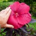 Hibiscus Moscheutos Fireball - Arbusti ornamentali - AgroDenmar.ro