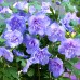 Hibiscus syriacus Blue Chiffon - Arbusti ornamentali - AgroDenmar.ro