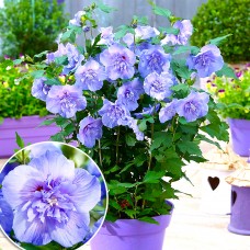 Hibiscus syriacus Blue Chiffon