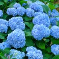 Hortensia albastra Blauer Zwerg