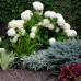 Hortensia Annabelle - Arbusti ornamentali - AgroDenmar.ro