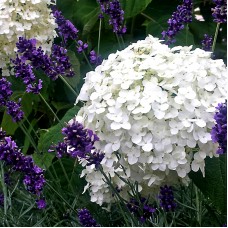 Hortensia Annabelle