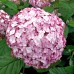 Hortensia Candybelle® Bubblegum - Arbusti ornamentali - AgroDenmar.ro
