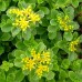 Iarba de Soaldina - Arbusti ornamentali - AgroDenmar.ro