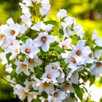 Iasomie Philadelphus Belle Etoile