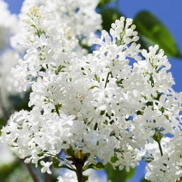 Liliac Alb Agnes Smith - Arbusti ornamentali - AgroDenmar.ro
