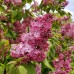 Liliac California Rose - Arbusti ornamentali - AgroDenmar.ro