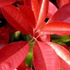 Photinia fraserii Carre Rouge