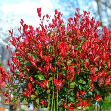 Photinia fraserii Little Red Robin
