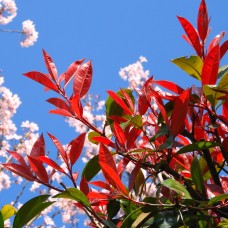 Photinia fraserii Red Robin