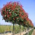 Photinia fraserii Red Robin - Tip pomisor - Arbusti ornamentali - AgroDenmar.ro