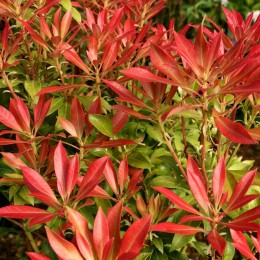Pieris Forest Flame - Arbusti ornamentali - AgroDenmar.ro